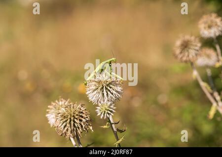 Mantis - Mantis religiosa animal vert assis sur une lame d'herbe. Banque D'Images