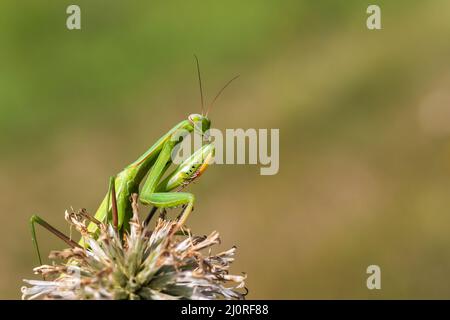 Mantis - Mantis religiosa animal vert assis sur une lame d'herbe. Banque D'Images