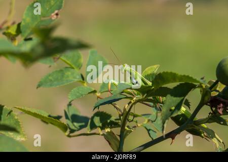 Mantis - Mantis religiosa animal vert assis sur une lame d'herbe. Banque D'Images