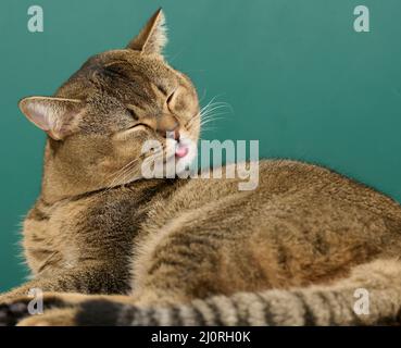 Un chat écossais droit gris adulte se trouve sur un fond vert. L'animal se repose Banque D'Images