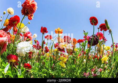 Gobelets de jardin multicolores aux couleurs vives Banque D'Images