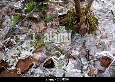 Géométrie de la surface de glace dans les eaux des marais, parc national Kemeri, Lettonie Banque D'Images