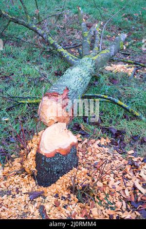Gros plan du tronc d'arbre tombé après le travail du castor sur la rive du lac. Arbres qui poussent à proximité des castors et de l'eau. Chaud, autu Banque D'Images