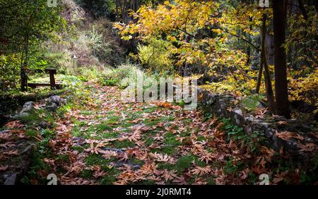 Feuilles d'automne tombées sur l'herbe dans une forêt.Sentier de randonnée en automne Banque D'Images