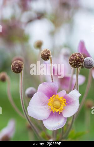 Anémone japonaise, Anemone hupehensis fleurs fleurir dans le jardin. Foyer sélectif, dof peu profond. Banque D'Images