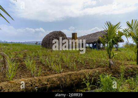 Usine de production de canne à sucre , Farmhouse stock photo Banque D'Images