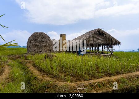 Usine de production de canne à sucre , Farmhouse stock photo . Culture de la canne à sucre Banque D'Images