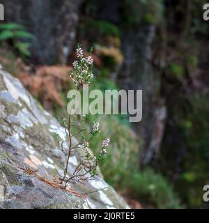 Bell Heather (Erica cinerea) grandit d'un rocher en automne près de la rivière Glaslyn Banque D'Images