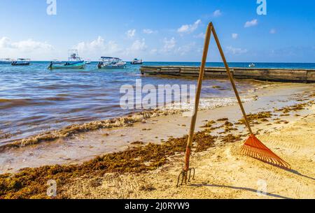 Râteau à fourche balai d'algues Sargazo plage Playa del Carmen Mexique. Banque D'Images
