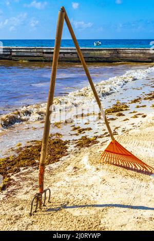 Râteau à fourche balai d'algues Sargazo plage Playa del Carmen Mexique. Banque D'Images