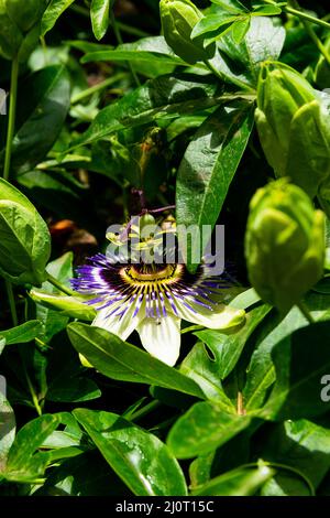 La fleur de Passiflora qui est un genre de plantes de la famille des Passifloraceae, avec environ 360 espèces Banque D'Images