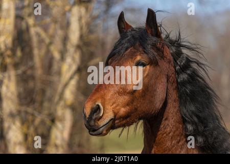 Portrait d'un jeune cheval de brouillons sud-allemand de la baie au printemps à l'extérieur Banque D'Images