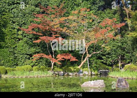 Érables dans le feuillage d'automne au jardin Naka Shin-en du sanctuaire Heian-jingu. Kyoto. Japon Banque D'Images