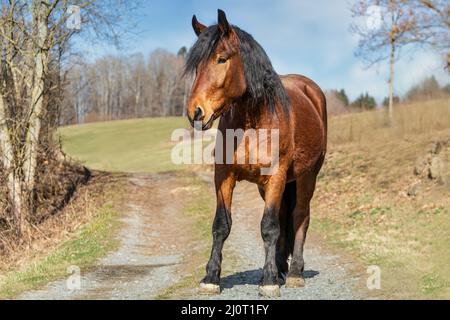 Portrait d'un jeune cheval de brouillons sud-allemand de la baie au printemps à l'extérieur Banque D'Images