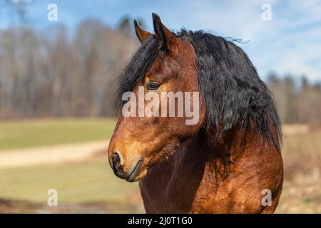 Portrait d'un jeune cheval de brouillons sud-allemand de la baie au printemps à l'extérieur Banque D'Images