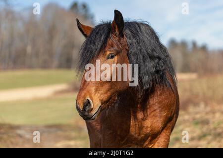 Portrait d'un jeune cheval de brouillons sud-allemand de la baie au printemps à l'extérieur Banque D'Images