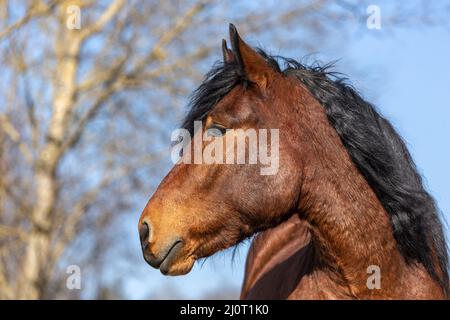 Portrait d'un jeune cheval de brouillons sud-allemand de la baie au printemps à l'extérieur Banque D'Images