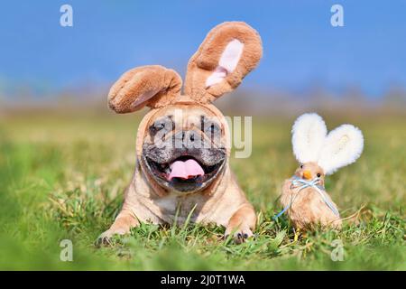 Joyeux chien de Bouledogue français de Pâques avec oreilles de costume de lapin à côté de la décoration de poulet Banque D'Images