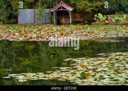 Étang de Kyoyochi – le jardin aquatique du temple de Ryoan-ji. Kyoto.Japon Banque D'Images