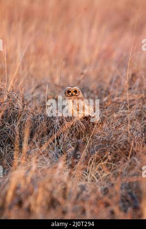 Marsh Owl, parc national Kruger Banque D'Images