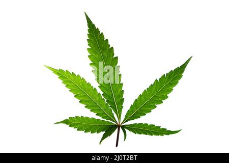 Marijuana couleur vert feuilles sur fond blanc variété de biscuits Gelato Banque D'Images