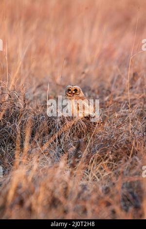 Marsh Owl, parc national Kruger Banque D'Images