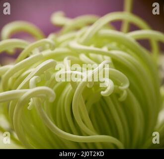 L'image en gros plan de Chrysanthemum Flower. Japon Banque D'Images