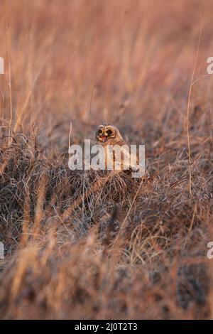 Marsh Owl, parc national Kruger Banque D'Images