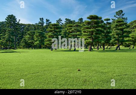 Les pins noirs japonais plantés sur la pelouse verte du jardin national de Kokyo Gaien. Tokyo. Japon Banque D'Images