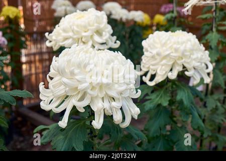 Exposition de fleurs de chrysanthème au sanctuaire de Yasukuni (Kikka-te Banque D'Images