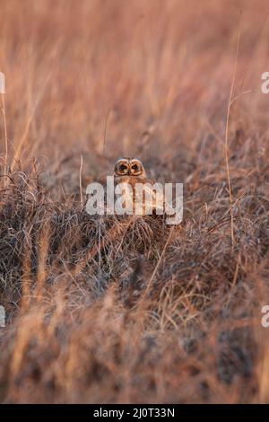 Marsh Owl, parc national Kruger Banque D'Images