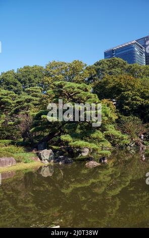 Étang dans le jardin de Ninomaru au Palais impérial de Tokyo. Tokyo. Japon Banque D'Images