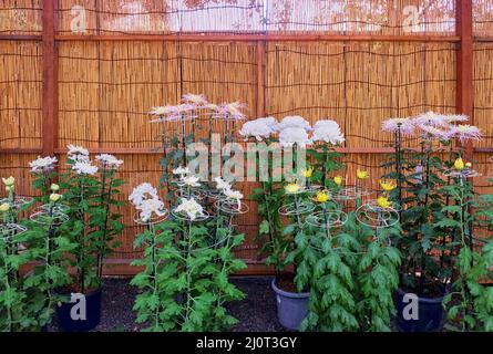 Exposition de fleurs de chrysanthème au sanctuaire de Yasukuni (Kikka-te Banque D'Images