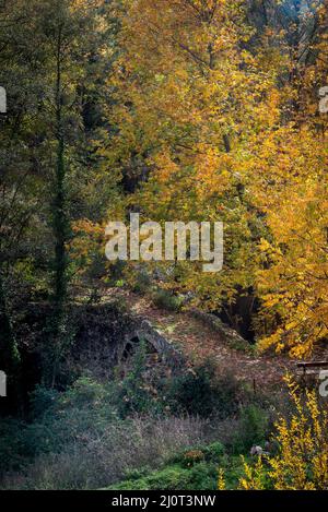 Paysage d'automne dans un ancien pont lapidé et feuilles d'érable jaune sur les arbres et le sol. Banque D'Images