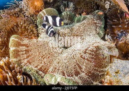 Anemone de Saddleback, Amphiprion polymnus, on Anémone de tapis de Haddon, Stichodactyla haddoni, Alor, Nusa Tenggara, Indonésie,Pacifique Banque D'Images