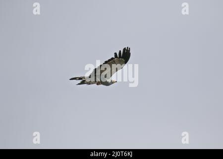 African Harrier Hawk survolant le parc national Kruger Banque D'Images