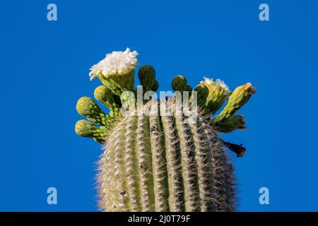 Une fleur de plantes dans le parc national de Saguaro, Arizona Banque D'Images