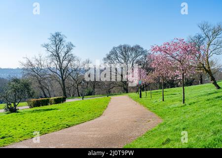 LONDRES, Royaume-Uni - 19 MARS 2022 : cerisiers en fleurs à Alexandra Park, Banque D'Images