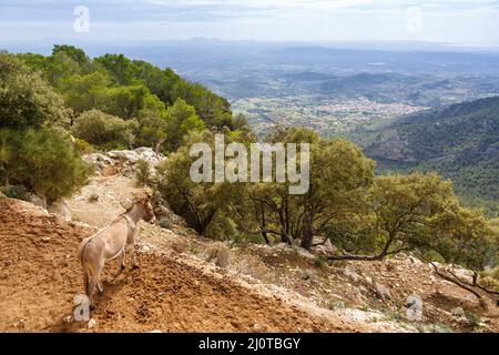 Âne avec paysage à Majorque au château de Castell d'Alaro vacances voyage en Espagne Banque D'Images