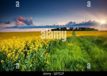 Champ fantastique au ciel spectaculaire. Ukraine, Europe. Le monde de la beauté. Banque D'Images