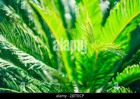 Feuille de palmier verte sur une brousse au soleil Banque D'Images