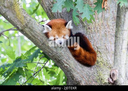 Panda rouge - Ailurus fulgens - portrait.Animal mignon reposant paresseux sur un arbre. Banque D'Images