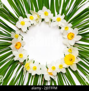 Motif floral, cadre rond de fleurs jonquille sur un fond de feuilles vertes avec l'espace blanc pour texte, vue d'en haut Banque D'Images