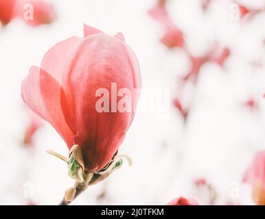 Gros plan sur l'arbre de tulipe à fleurs roses (Liriodendron tulipifera) Banque D'Images