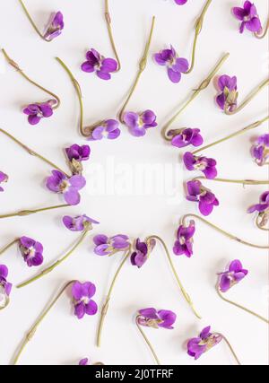 Cadre fait de fleurs violet sur fond blanc. Mise à plat, vue du dessus Banque D'Images