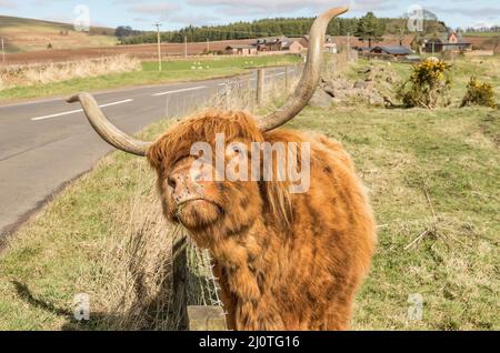 Une vache des Highlands se grattant sur la clôture en treillis métallique dans un champ, en gros plan en Écosse Banque D'Images