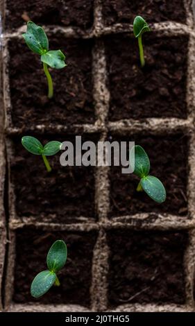 Semis de concombre dans des pots de tourbe biodégradables vue de dessus Banque D'Images