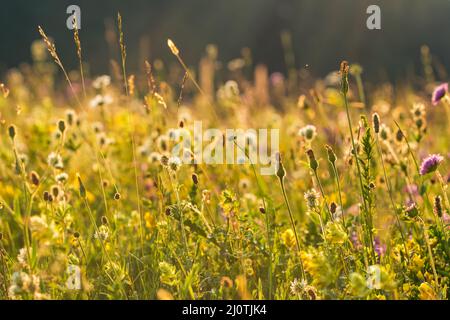 Magnifique prairie alpine avec fleurs colorées Banque D'Images