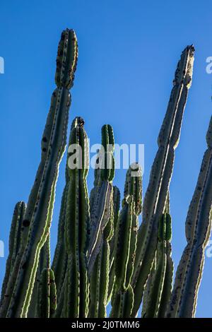 Prise de vue verticale à faible angle de longs cactus dans un ciel bleu Banque D'Images