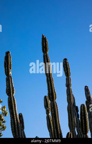 Prise de vue verticale à faible angle de longs cactus dans un ciel bleu Banque D'Images